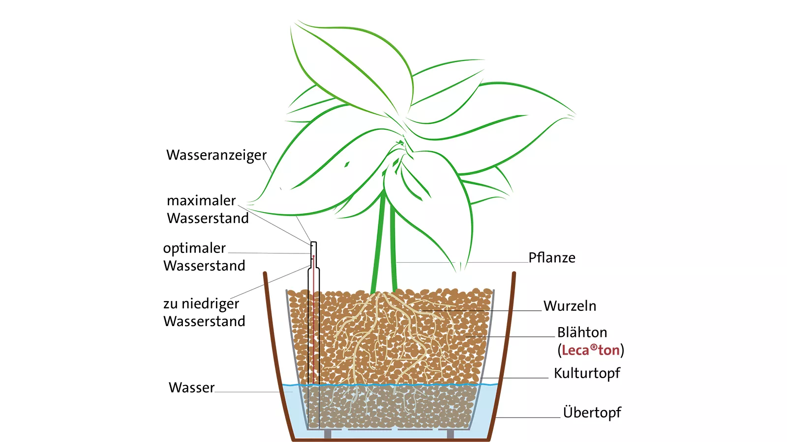 Hydrokultur mit Blhton | Fibo ExClay