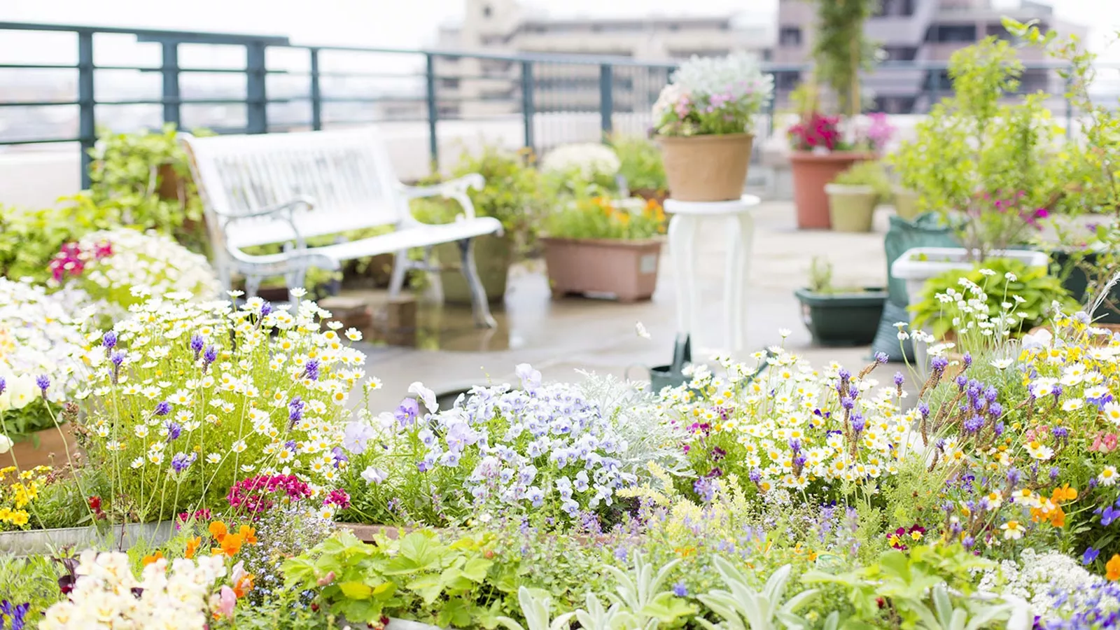 Terrassenpflanzen