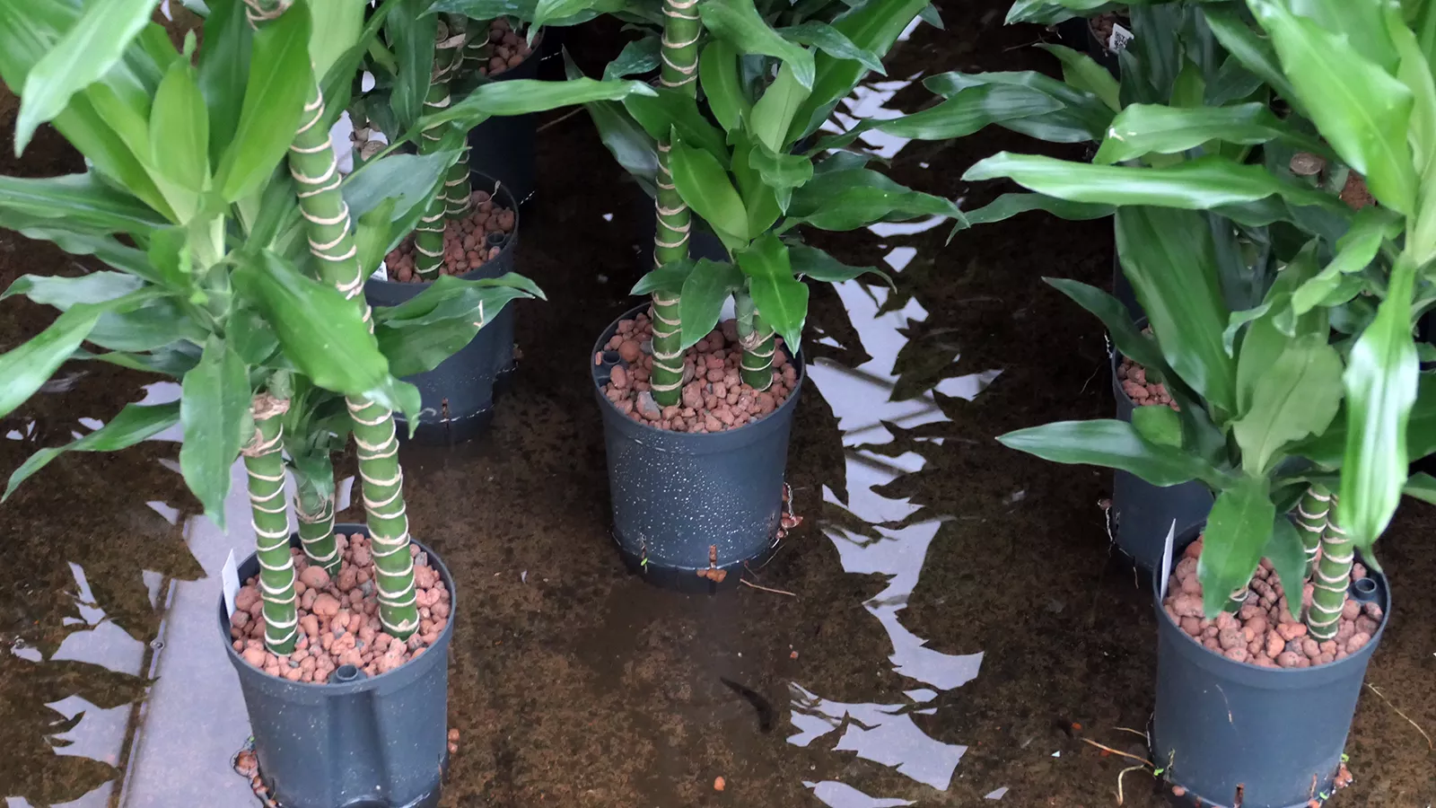 Dracaena fragrans im Hydrokultur-Anbausystem